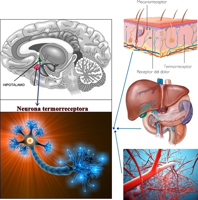 Neurona termorreguladora- termorreceptor